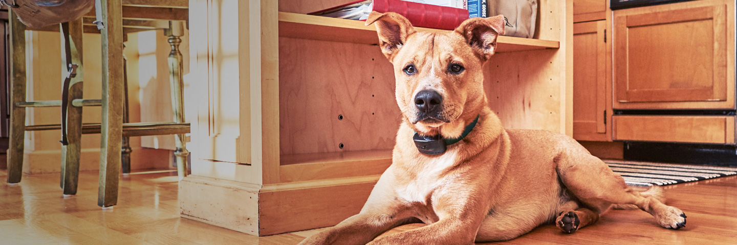Countryview Kennels LLC, Jackson, Tennessee | Indoor Pet Fences Slider Image